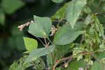 Hog Peanut